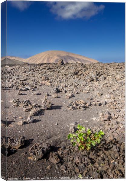 A plant growing amongst the lava fields in Timanfa Canvas Print by Michael Shannon