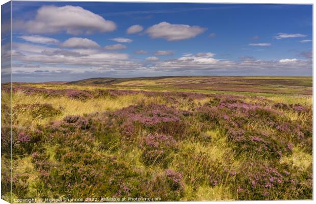Flowering heather North Yorkshire Moors Canvas Print by Michael Shannon