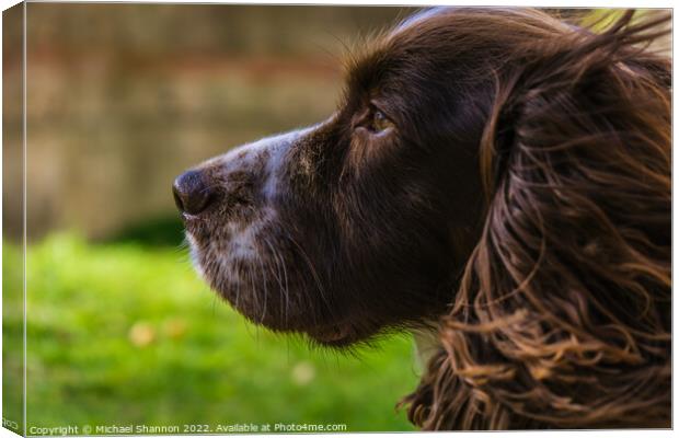 Cocker Spaniel Canvas Print by Michael Shannon