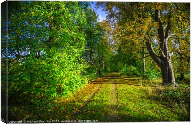 Walk through the woods in Autumn Canvas Print by Michael Shannon