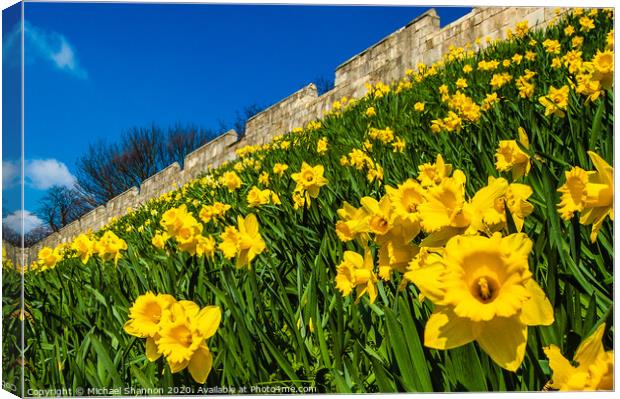 Daffodils decorate the City Walls in York Canvas Print by Michael Shannon