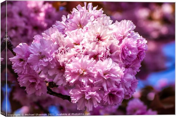 Pink Cherry Blossom Canvas Print by Michael Shannon