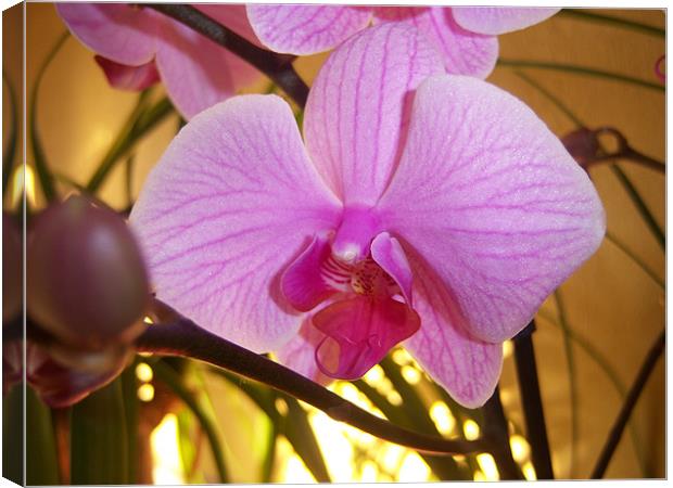 Pink Orchid  Canvas Print by amanda smith