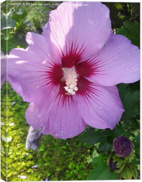 Plant flower Canvas Print by Barbara Rea