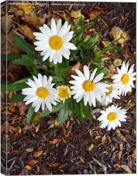 Plant flower Canvas Print by Barbara Rea