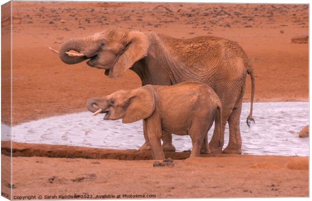 Synchronised drinking Canvas Print by Sarah Paddison