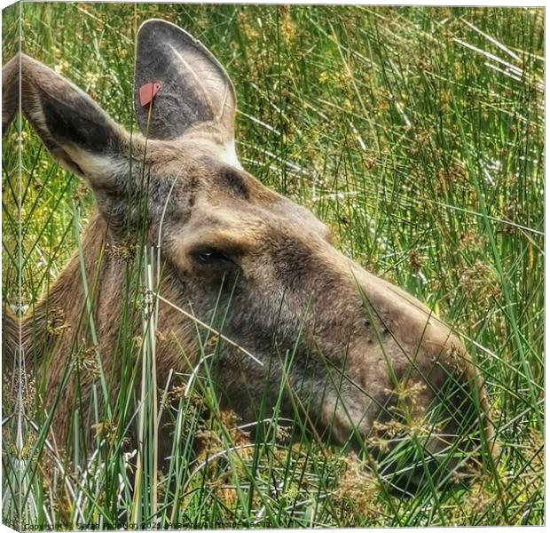 Moose in the grass Canvas Print by Sarah Paddison
