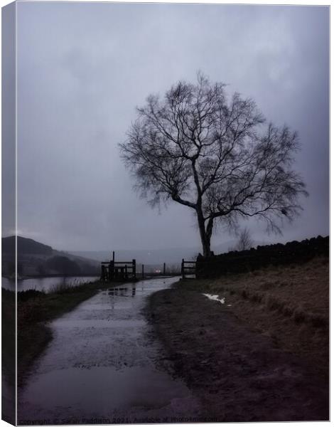 Solitary tree and fence at Dovestones Canvas Print by Sarah Paddison