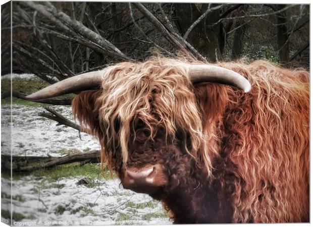 Highland Cow in the Snow Canvas Print by Sarah Paddison