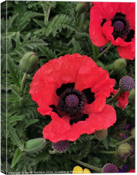 Poppy and buds Canvas Print by Sarah Paddison