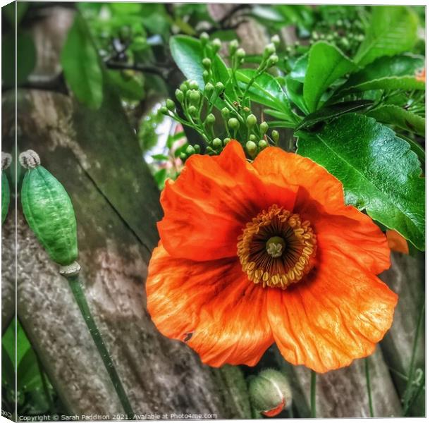Orange flower against a wooden backgroud Canvas Print by Sarah Paddison