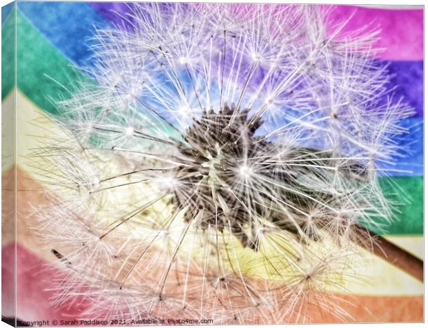 Rainbow Dandelion Canvas Print by Sarah Paddison