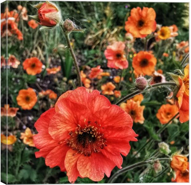 Field of poppies Canvas Print by Sarah Paddison