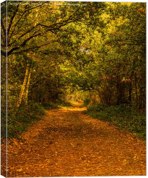 footpath through the trees in autumn. Canvas Print by Roy Hornyak