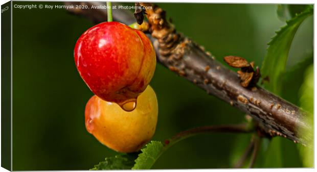 cherries ready for picking Canvas Print by Roy Hornyak
