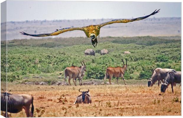African Safari Canvas Print by Michael Smith