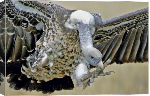 White - Backed - Vulture Canvas Print by Michael Smith