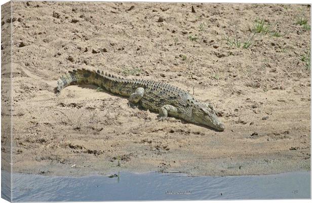 Nile Crocodile Canvas Print by Michael Smith