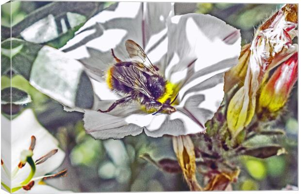 Bee Canvas Print by Michael Smith
