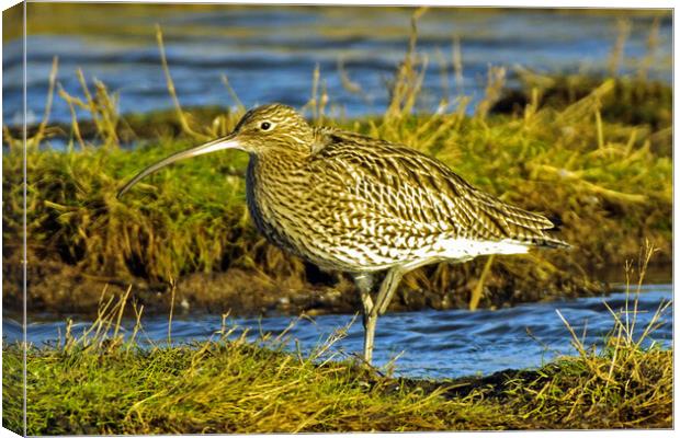 Curlew  Canvas Print by Michael Smith