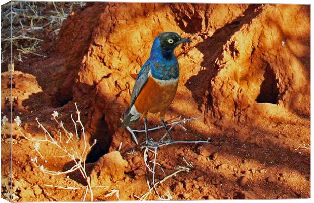 Superb Starling Canvas Print by Michael Smith