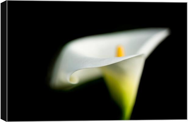 Peaceful Calla Lily Canvas Print by Fiona Turnbull