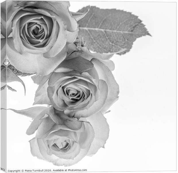 Triple Rose Delight! Canvas Print by Fiona Turnbull