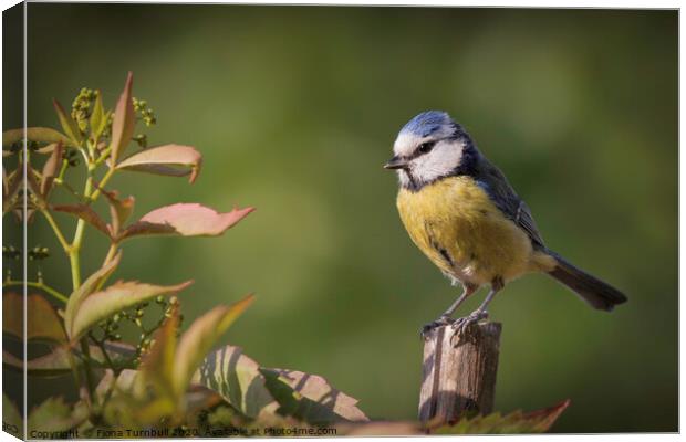 An adorable Blue Tit! Canvas Print by Fiona Turnbull