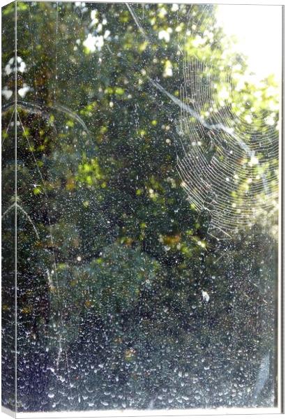 Rain on the Window, or Alien Space Canvas Print by Sheila Eames