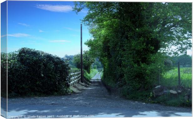 The Country Lane in Newington  Canvas Print by Sheila Eames