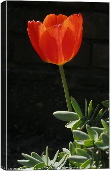 Red Tulip on Black Background Canvas Print by Sheila Eames