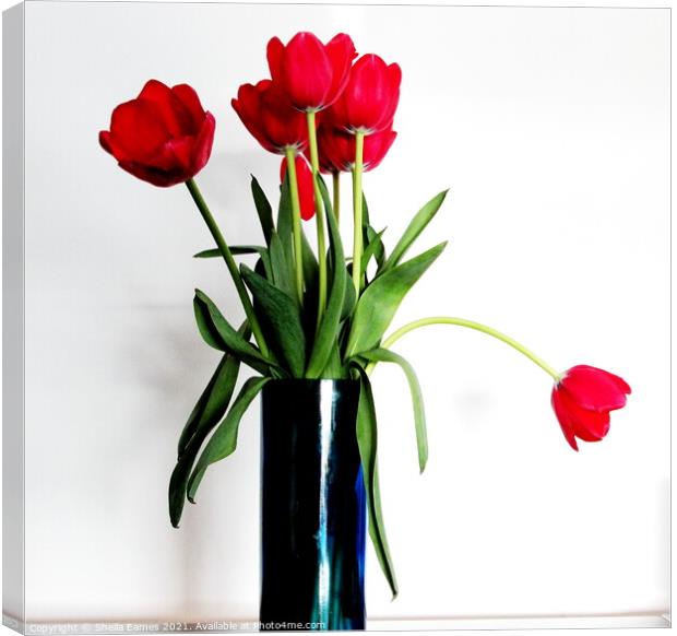 Red Tulips in a Blue Vase Canvas Print by Sheila Eames