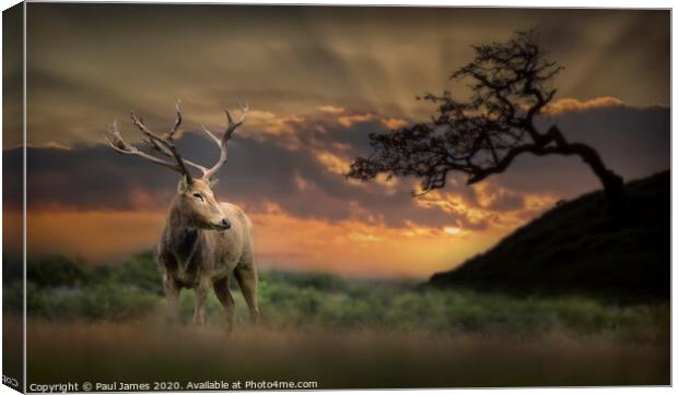 The king at sunset Canvas Print by Paul James