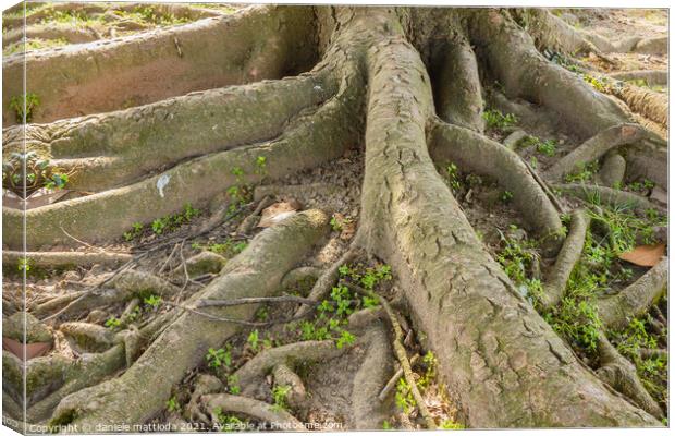 the multiple roots of a tree Canvas Print by daniele mattioda