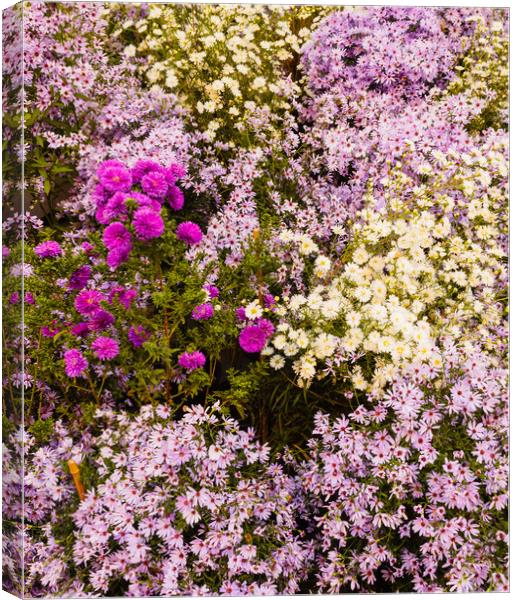 a set of wild purple, lilac and white flowers Canvas Print by daniele mattioda