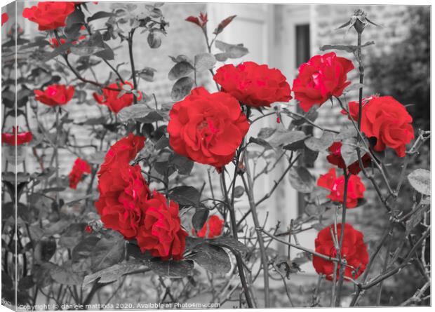 a group of red blooming roses Canvas Print by daniele mattioda