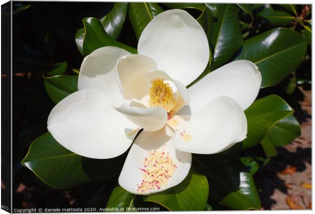 close-up of white flower of magnolia grandiflora Canvas Print by daniele mattioda