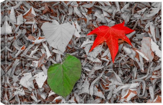 two leaves of red, and green on a carpet of dry le Canvas Print by daniele mattioda