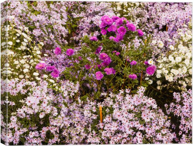 a set of wild purple, lilac and white flowers Canvas Print by daniele mattioda