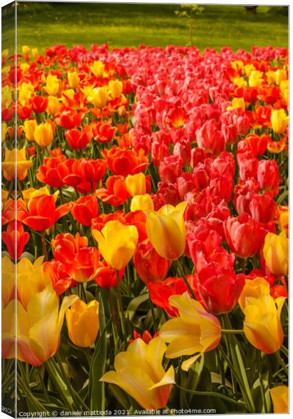 the blossoming of tulips in a park Canvas Print by daniele mattioda