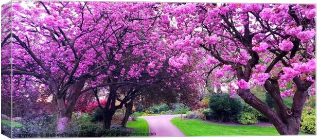Cherrry Blossoms, Avenham & Miller Park Canvas Print by Michele Davis