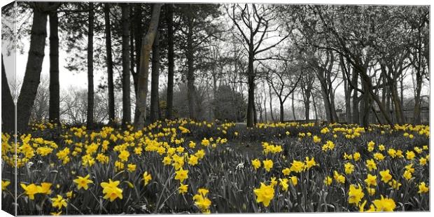 Daffodils Stanley Park, Blackpool Canvas Print by Michele Davis