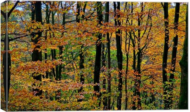 Autumn Trees, Forest of Bowland Canvas Print by Michele Davis