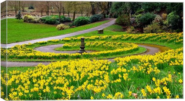 Daffodils Avenham and Miller Park Canvas Print by Michele Davis