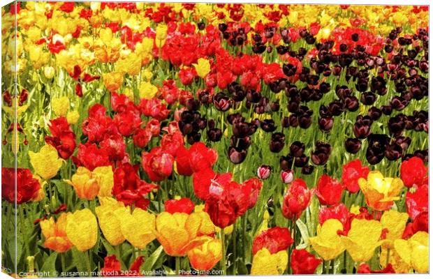 PENCIL SKETCH EFFECT of tulips Canvas Print by susanna mattioda