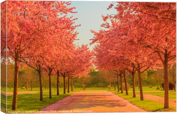 an avenue of blooming cherry trees in a garden Canvas Print by susanna mattioda
