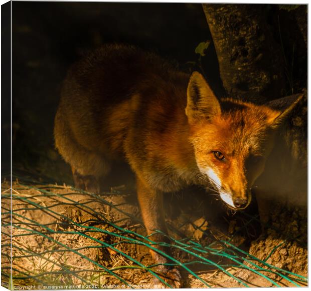 a nocturne  meeting with a fox in the woods Canvas Print by susanna mattioda