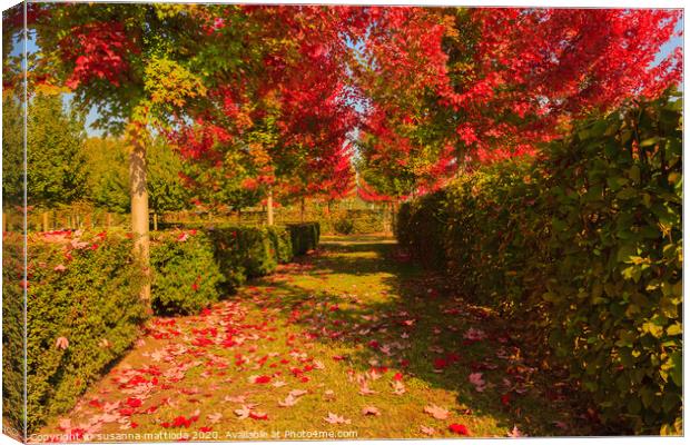 chromatic magic of the autumn Canvas Print by susanna mattioda