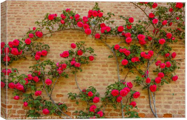 a roses climb on a brick wall      Canvas Print by susanna mattioda