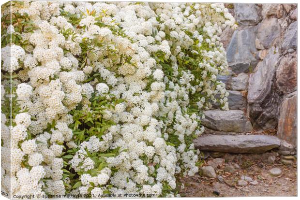 a bush of white  spirea flowers Canvas Print by susanna mattioda